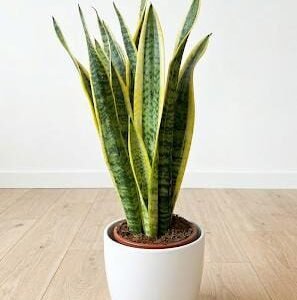 Sanseveria