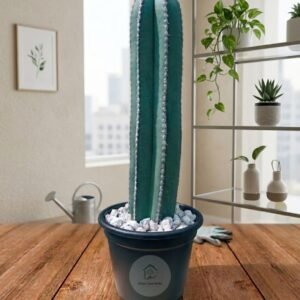 cactus 350