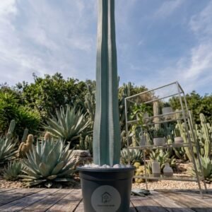 cactus 700