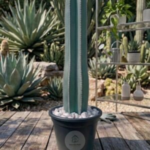 cactus 550