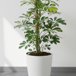 Aralia agricola